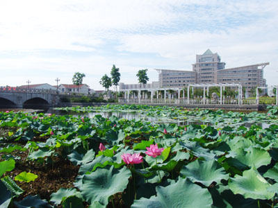 横塘碧荷